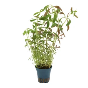 Tannenwedel-Sumpffreund, Limnophila hippuridoides, im Topf Bestpreis